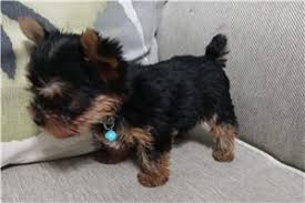 Bundle gabi's yorkies has puppies for sale on akc puppyfinder. Craigslist San Diego Pets Yorkie
