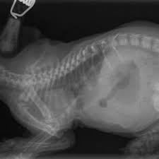 Pectus excavatum in kittens can be hazardous for their health. Rare Chest Surgery Gives Abandoned Kitten New Lease Of Life Wear Referrals News