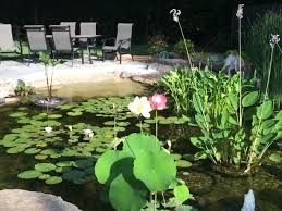 A wide variety of backyard pond options are available to you, such as type. Large And Small Backyard Koi Pond Ideas From Real Projects In Maryland
