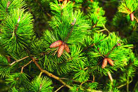 We did not find results for: Pine Needles Powering The Local Economy In Himalayas