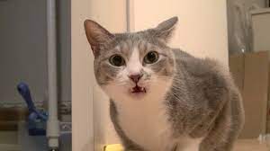 The flehmen response is a sophisticated way a cat interprets other cats' pheromones. The Best Response Is Always The Flehmen Response Boing Boing
