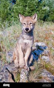 Image result for wolf cub