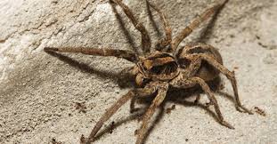 Most lesions, sores and bites, for example, are blamed on spiders but caused by either an. Wolf Spider Bite Symptoms Treatment And Prevention