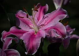 Discover (and save!) your own pins on pinterest Lilac Tiger Lily Flower Poster By Art Shack Displate