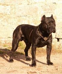 Growth Dogo Canario Puppy Weight Chart Dogo Canario