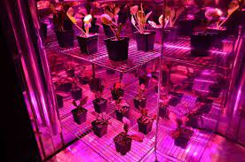 Direct comparison of bml spydr 1200 led and double ended hps harvest. Bml Horticulture Spydr 1200 Led Grow Light Review