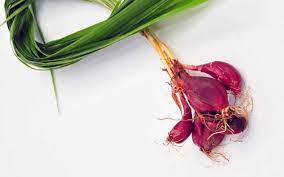 Belum punya sistem nilai nasional antar etnis. 4 Manfaat Bawang Dayak Untuk Kesehatan Yang Jarang Diketahui