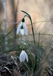 Snowdrops By Https Www Deviantart Com Nkyvi On Deviantart Flowers Nature Deviantart Flowers