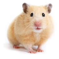 Make sure to do your research on any pet before acquiring and understand that guinea pigs can live over 8 years and it is a long commitment. Small Pets Animals Hamsters Rabbits More Petco