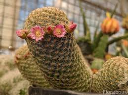 What is the cactus plant? Top 10 Beautiful Types Of Cacti With Names And Pictures Florgeous