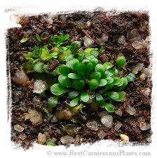 Image result for Genlisea