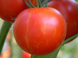 Seminte de tomate romanesti buzau 22. Rosii Romanesti Eu Si Gradina