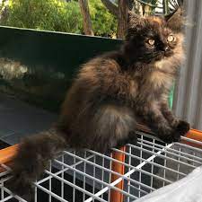 Salah satunya adalah kucing persia medium. Kucing Himalaya Hitam