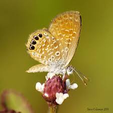 Image result for Pouchetia baumanniana