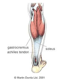 The calcaneal insertion is specialised and designed to aid the dissipation of stress from the tendon to the calcaneum. Achilles Tendon Rupture Thompson Testing Woebegonebreast59