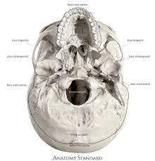 The simplest way to make the difference between the head and the face is to envision a ring that wraps around the head at the level the back of the head or occipital bone has four aesthetic bony regions. The Topography Of The Base Of Skull Skull Human Bones Anatomy