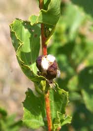 Image result for Cienfuegosia hildebrandtii