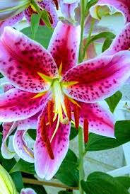 Black And Red Caterpillars On Azaleas Pin On Beautiful Flowers