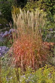 Diese Ziergraser Sorgen Im Herbst Fur Farbe Graser Pflanzen Immergrune Straucher Ziergras