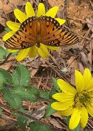 Image result for Ceropegia togoensis
