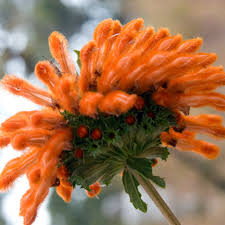 Image result for Leonotis