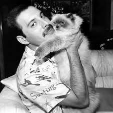 Kool Cat's Instagram, Twitter & Facebook