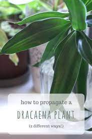 Propagating Dracaena 2 Ways To Propagate Your Dracaena Plant Houseplant Central Dracaena Plant Dracaena Plants