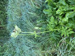 Image result for Sonchus wilmsii