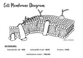 Musa february 28, 2018 worksheets no comments. 35 Cell Membrane Diagram To Label Labels Database 2020