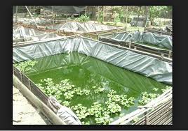 Dalam persiapan membuat kolam ikan koi minimalis di depan rumah kita, sama seperti hendak membuat kolam ikan besar pada umumnya, kita juga perlu memperhatikan jenis tanah disana. Cara Membuat Kolam Ikan Nila Dari Dasar