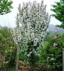 Epingle Sur Malus Prunus A Fleurs