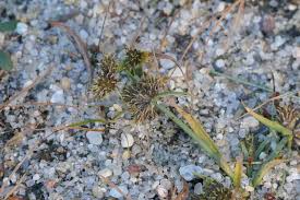 Image result for Fuirena