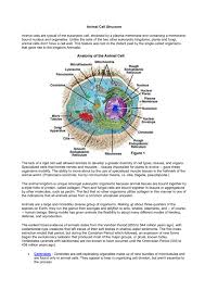 Animal Cell Structure