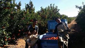 Mereka di sana bekerja biasanya 6 hari seminggu, dan cuti biasanya pada hari ahad. Hazwan Hanif On Twitter Peluang Kerja Ladang Dan Petik Buah Di Australia Dengan Kos Yang Rendah Rtniaga Tweetniaga Kerja Http T Co Rnautqjatz