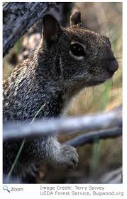 Ground squirrels are a major wildlife pest in central and eastern oregon. California Ground Squirrel Spermophilus Beecheyi Natureworks