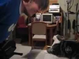 We did not find results for: 2 Katzen Spielen Backe Backe Kuchen Video Tiere