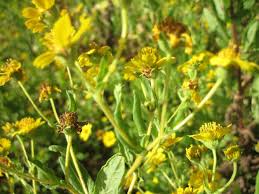 Image result for Guizotia scabra