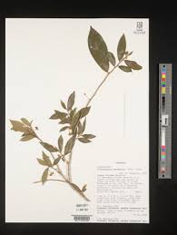 Image result for Cassinopsis tinifolia