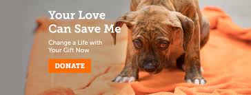 ASPCA - Your gift can help save lives this summer! Visit aspca.org/savelives  to give today.  For over 150 years, the ASPCA has worked tirelessly to  put an end to animal abuse
