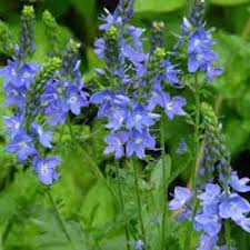 Veronica 'Shirley Blue'