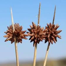 Image result for Pegolettia retrofracta