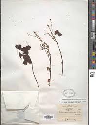 Image result for Antrocaryon