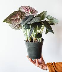 Image result for Araceae