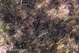 Image result for Anagallis tenuicaulis