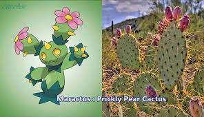 Coyote and roadrunner would have loved this video that shows how to repot a cactus without prickling your fingers! Cetobeto Pokemons In Reality Pokemons Can Earn Bitcoin Http Cetobeto Com Ref Dbavydb Pokemon Pokemon In Real Life Play Game Online