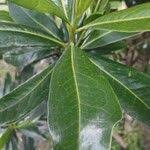 Image result for Warburgia ugandensis