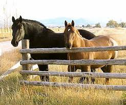 Draft Horse Wikipedia