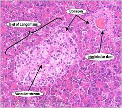 These endocrine glands secrete hormones directly into the bloodstream and consist of three main cell types (alpha, beta, and delta) which. Histoquarterly Pancreas Histology Blog Histology Slides Tissue Biology Medical School Stuff