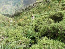 Image result for Carduus nyassanus