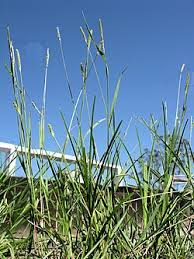 Image result for Setaria parviflora